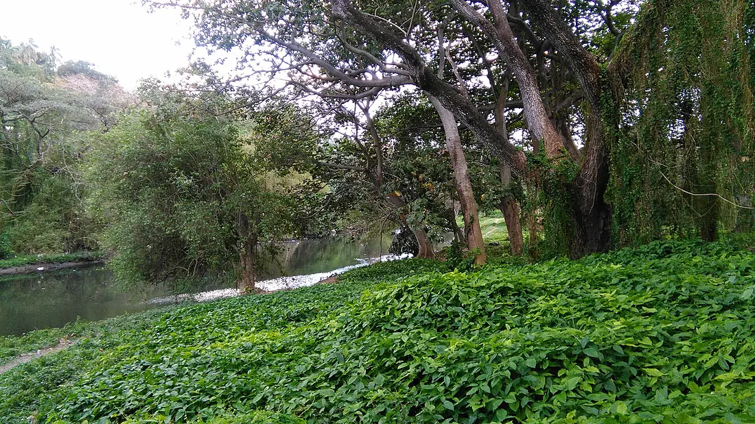 El Bosque (La Habana) y Río Almendares