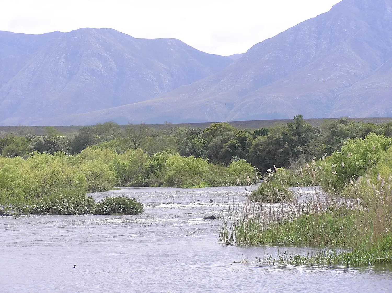 PA020092 Breede River vor Langeberg Mountains