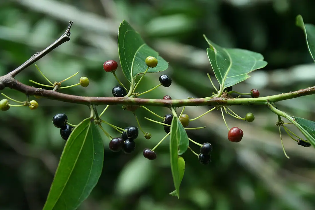 13537-Goupia glabra-Caura