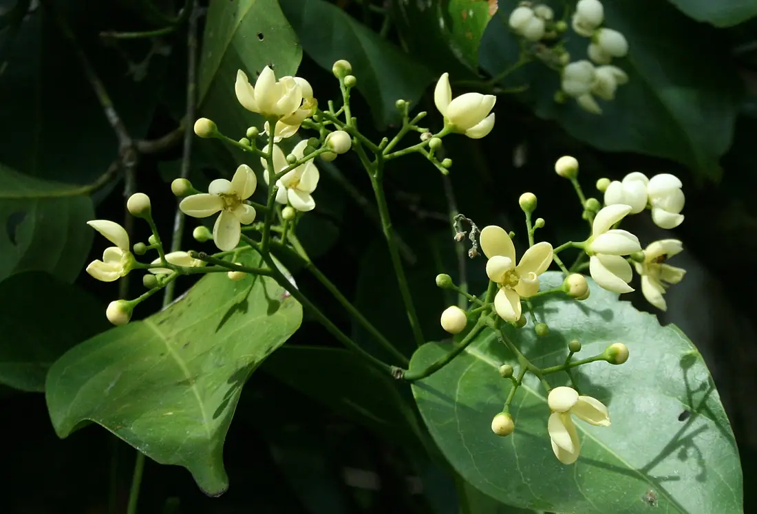 19999-Cuervea kappleriana-Caura
