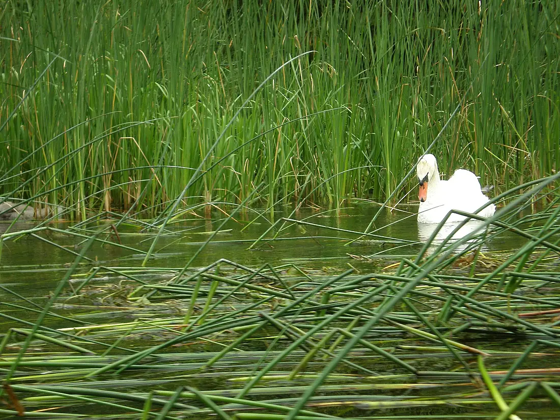 Czarna Hańcza 09