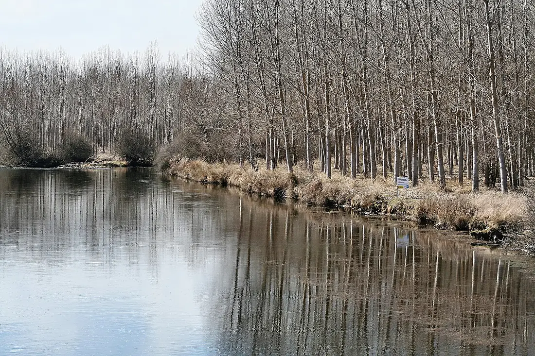 Chopera en ribera del Esla - panoramio