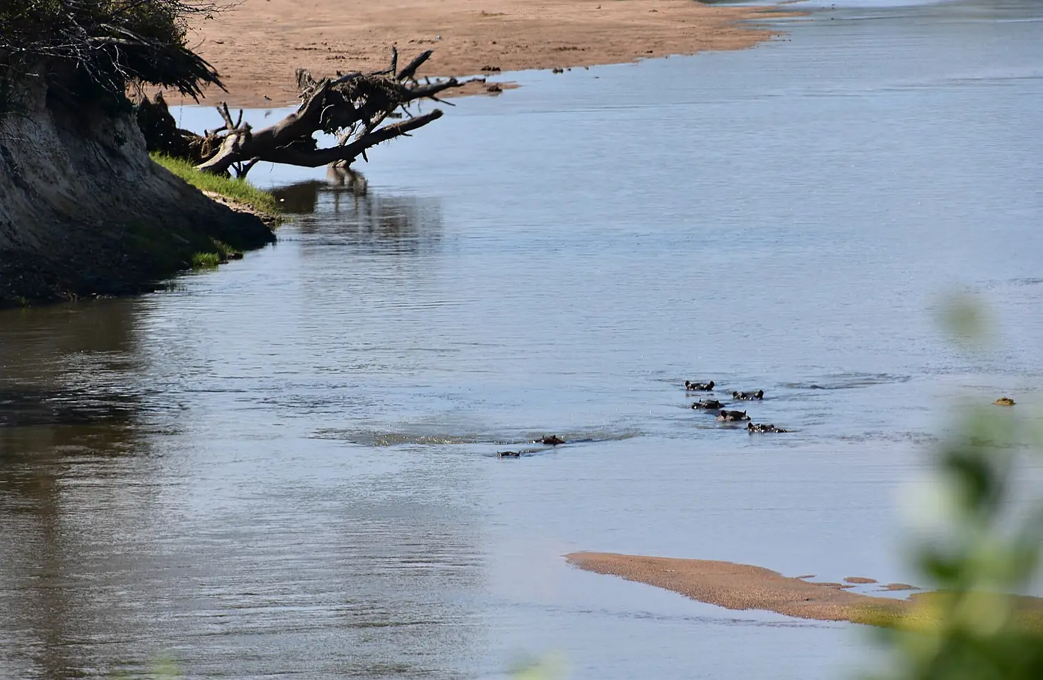 Ruaha River, Ruaha National Park (10) (28923564862)