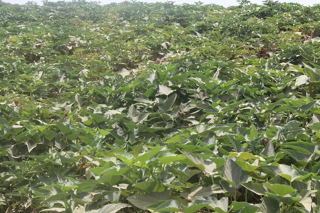 Irrigation Potato farming, along side River Kaduna, Kaduna city, Nigeria. 01