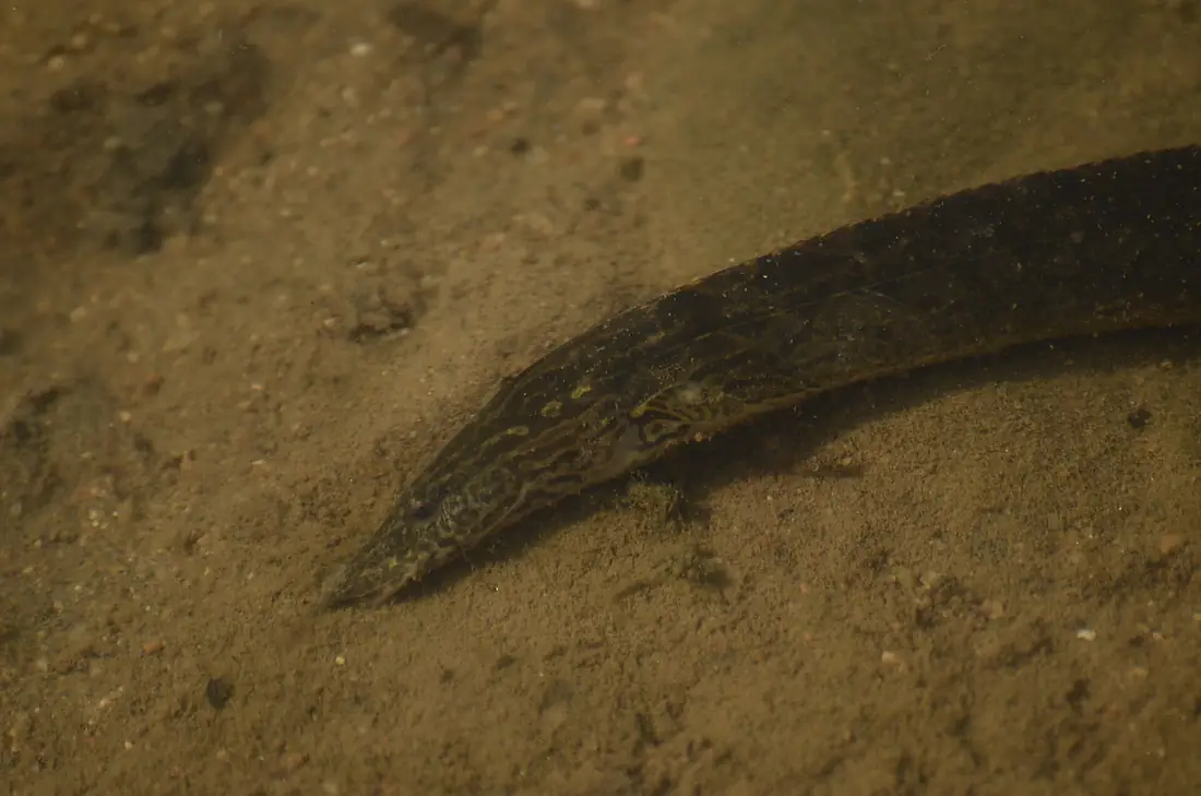 Freshwater eel at Kaveri bank near Biligundlu JEG3831