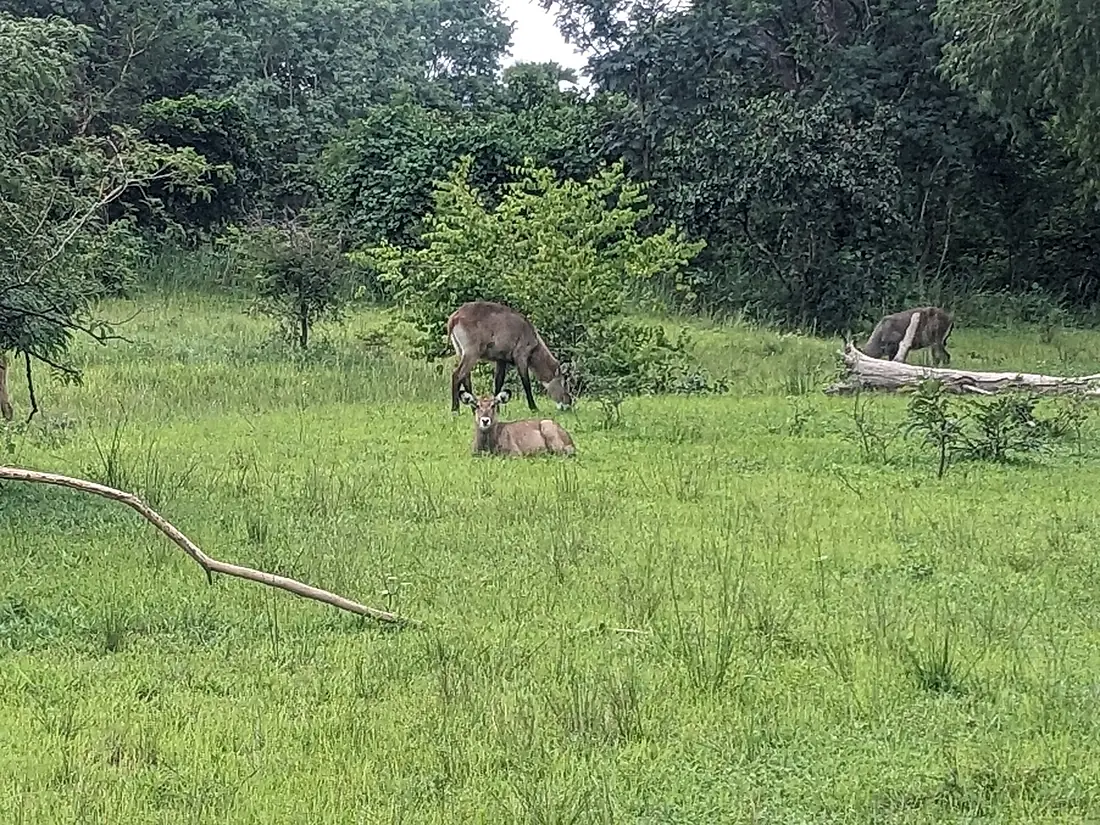 Whater bouc du parc sarakawa 01