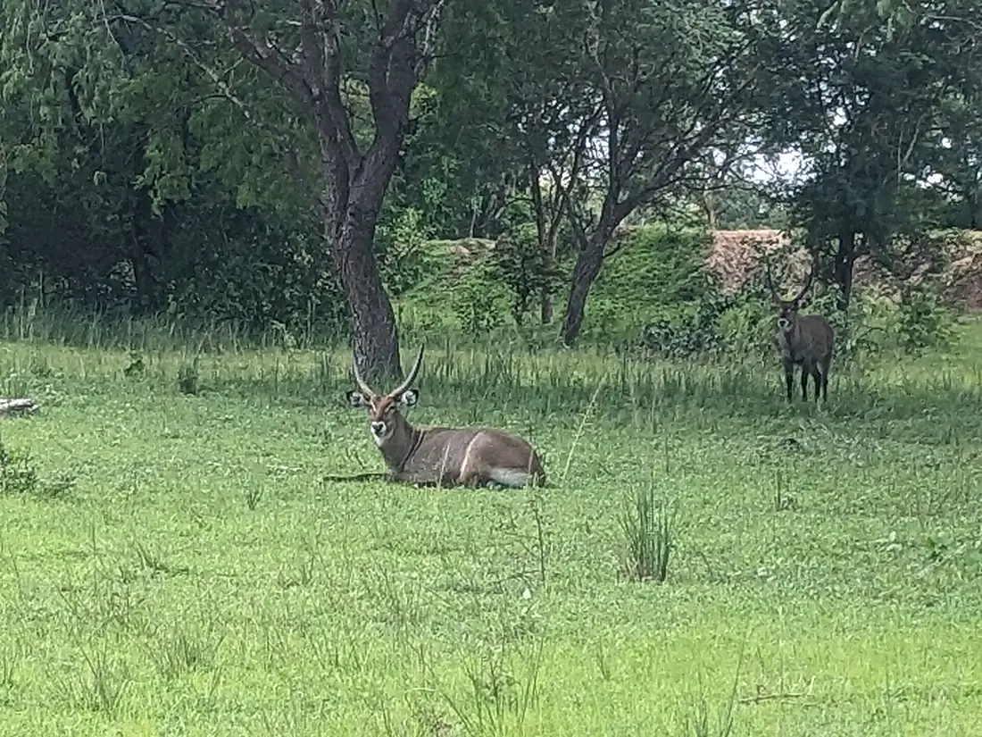 Whater bouc du parc sarakawa 06