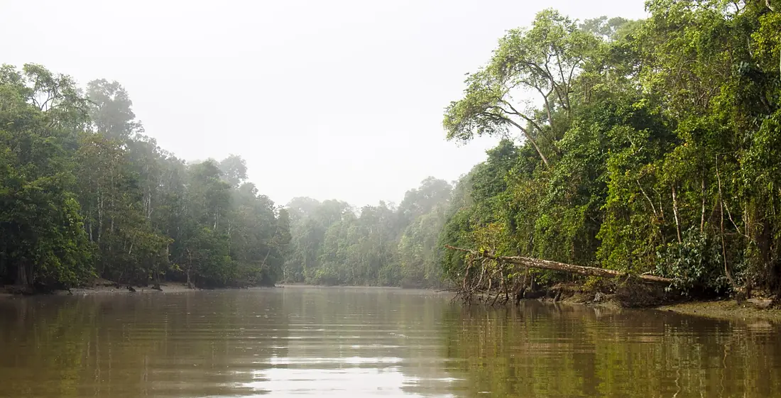 Kinabatangan River (14154417142)