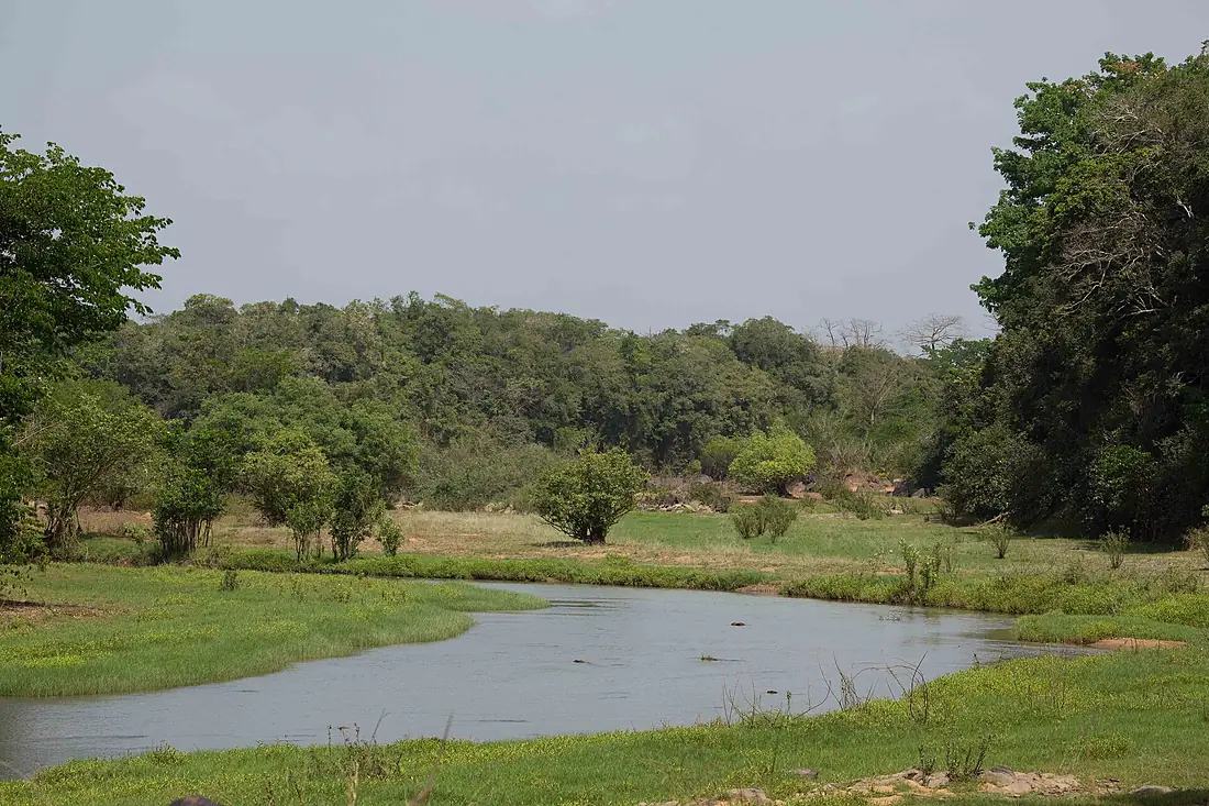 Comoe river with wetlands