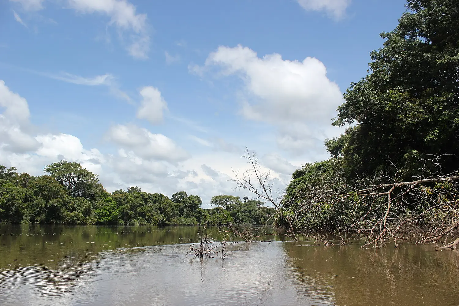 Fallen Mango Tree Kaba River Outamba Kilimi Park