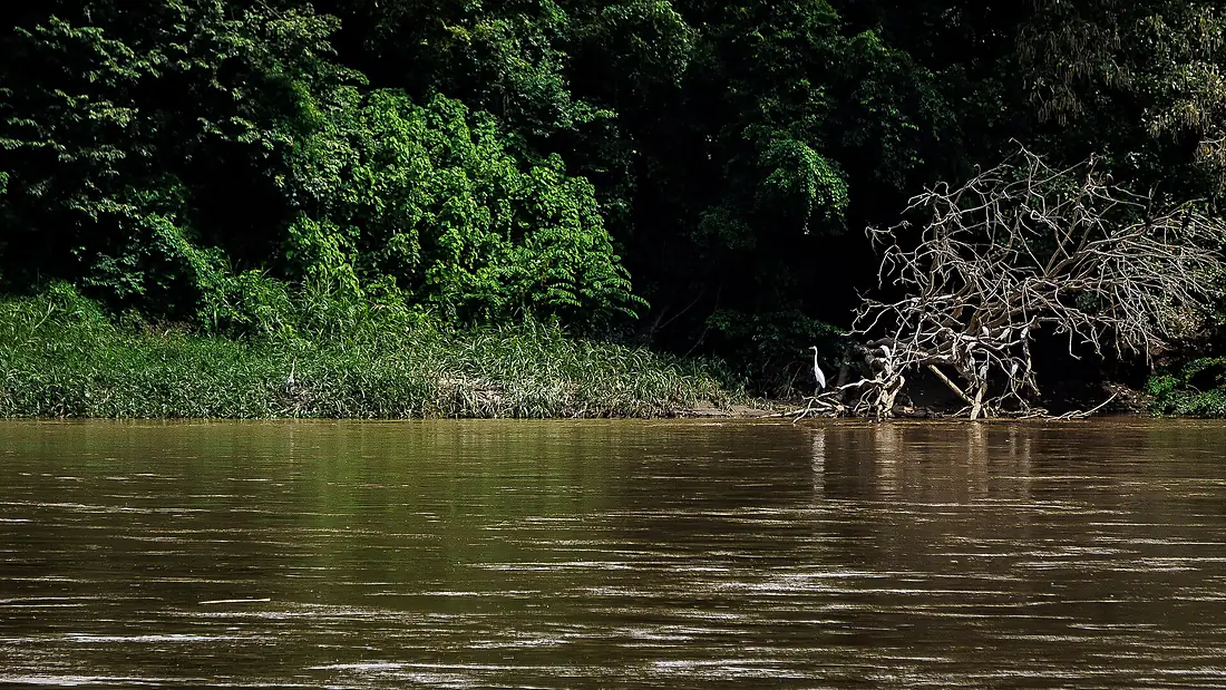 Ave ribereña en el ecosistema del Río Magdalena
