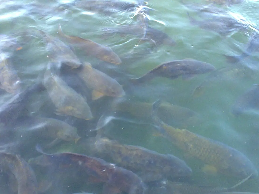 Kudo fishes in the river Mahanadi