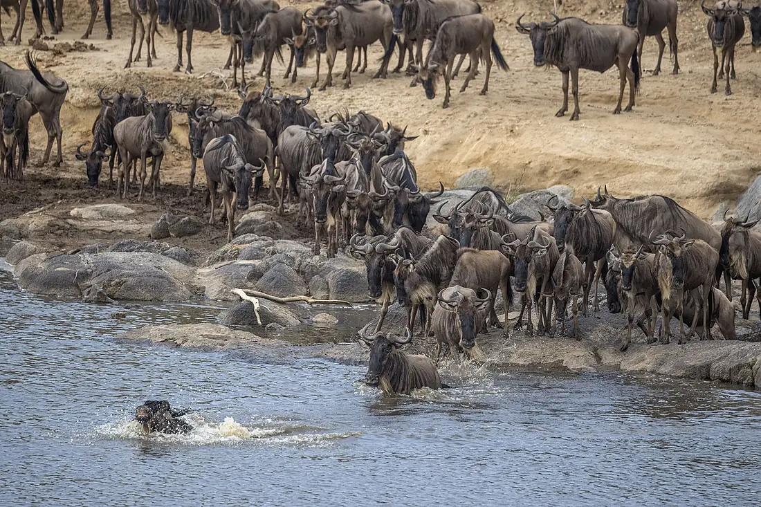 Western white-bearded wildebeest (Connochaetes taurinus mearnsi) Mara River crossing 1a