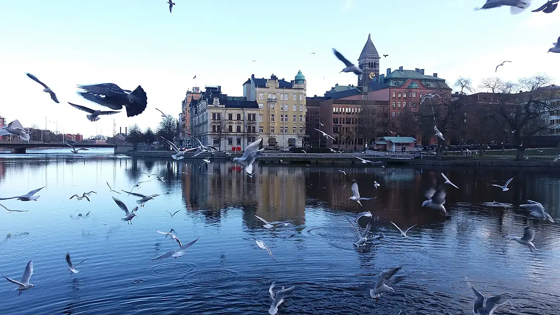 Fågelliv vid Motala ström i centrala Norrköping. 01