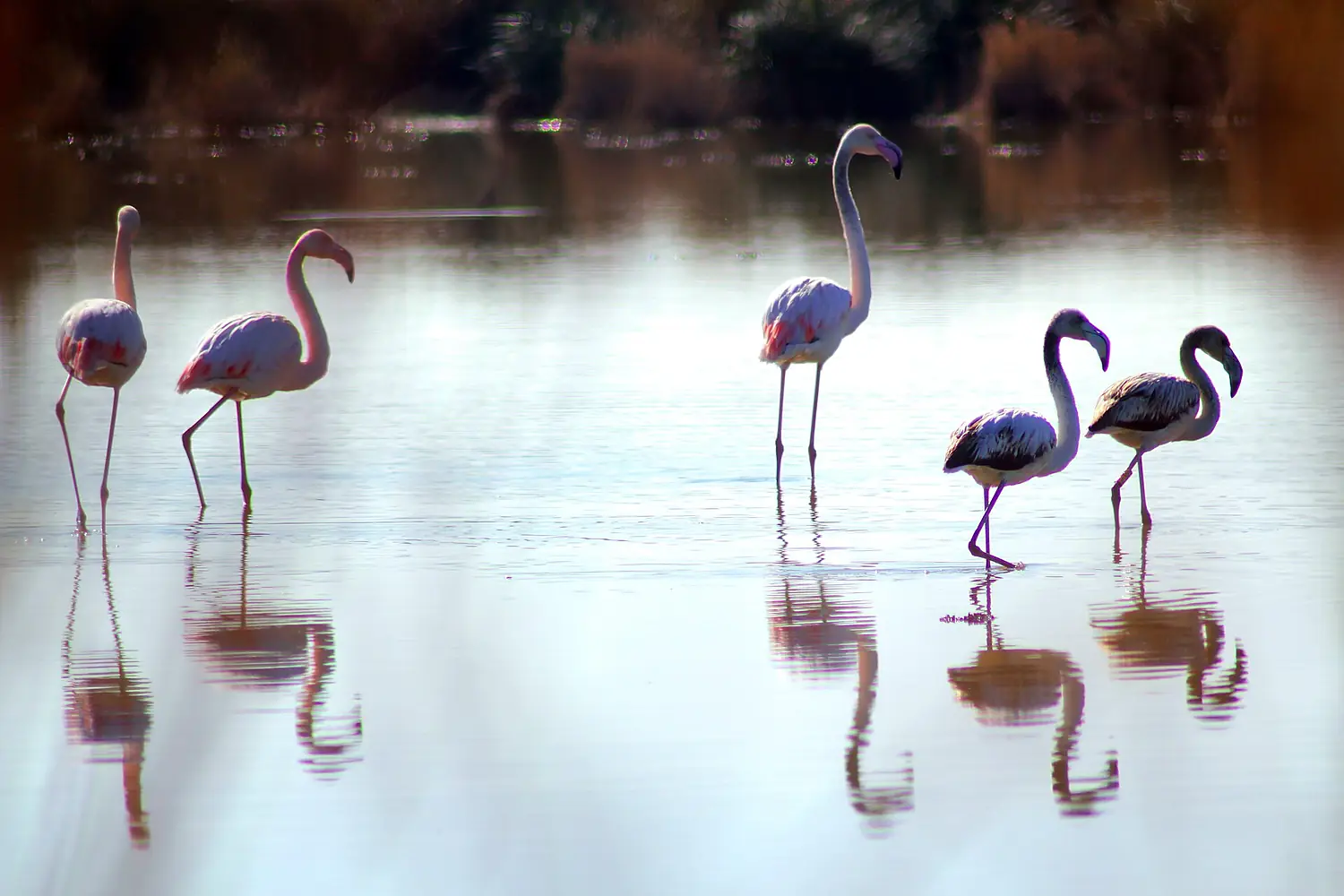 Flamingo at Moulouya