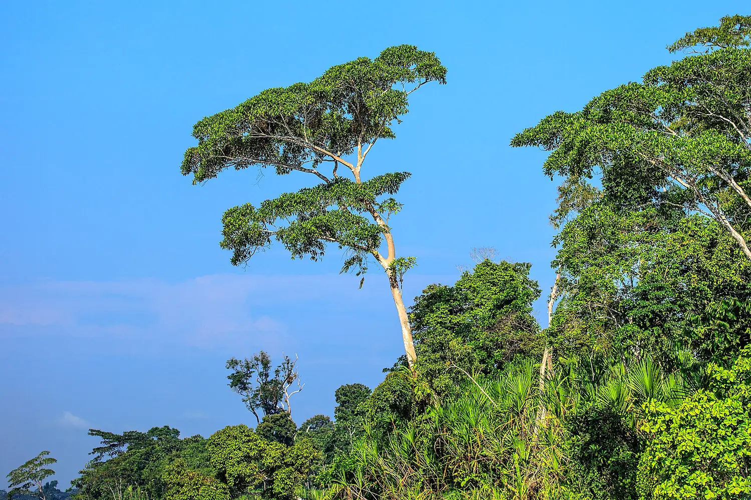 4 day trip to La Selva Lodge on the Napo River in the Amazon jungle of E. Ecuador - lush riverside foliage - (26866456275)