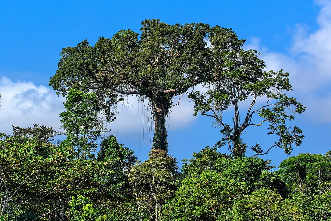 4 day trip to La Selva Lodge on the Napo River in the Amazon jungle of E. Ecuador - lush riverside foliage - (26593478720)