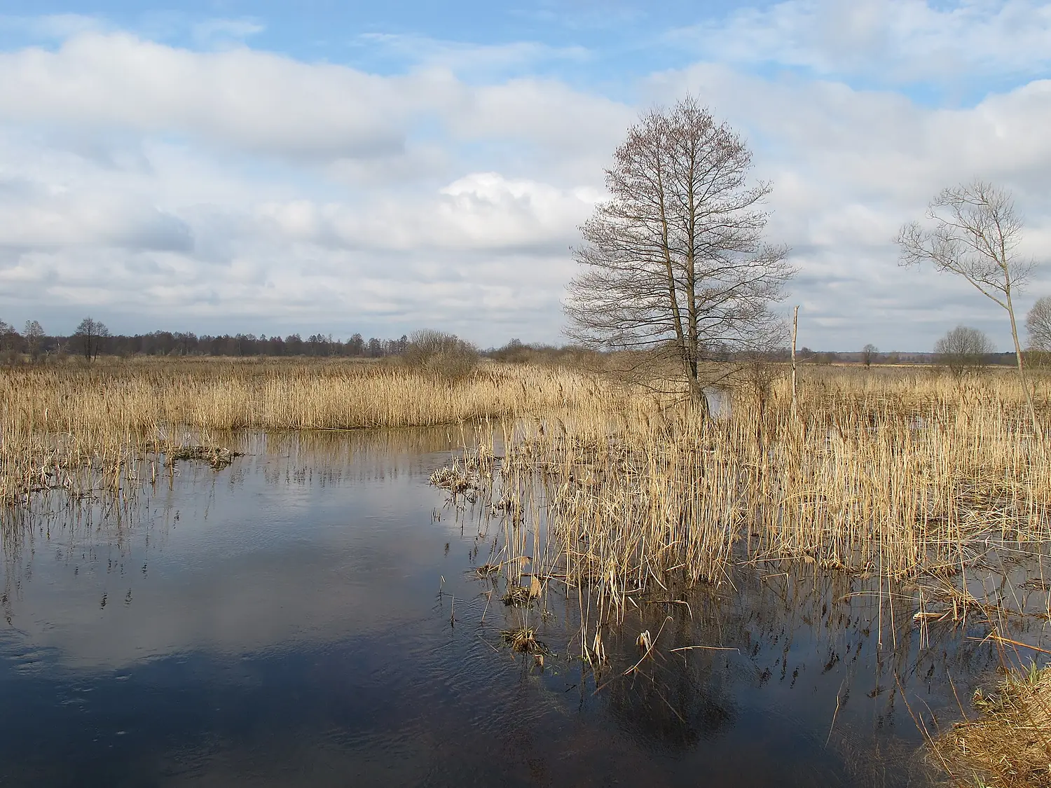 Podlaskie - Choroszcz - Rzędziany-Pańki Narew floodplains - 0,82km - NNE