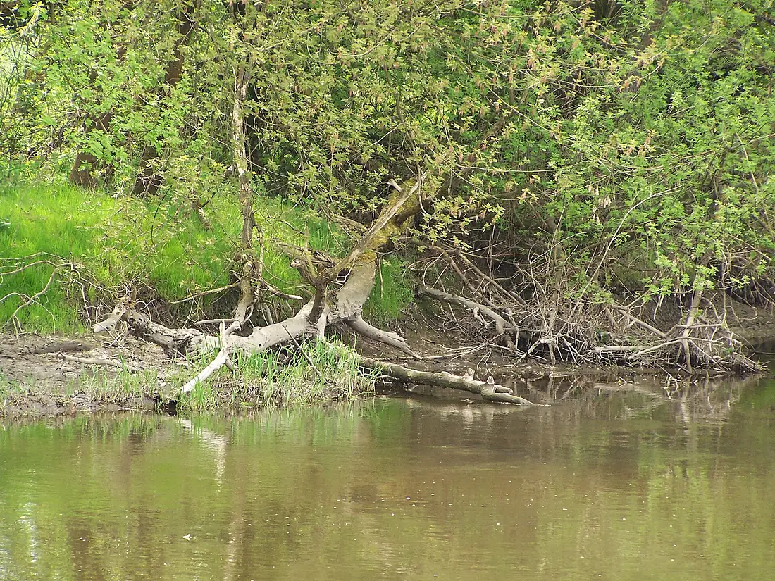 Drzewo przewrócone nad Nidą