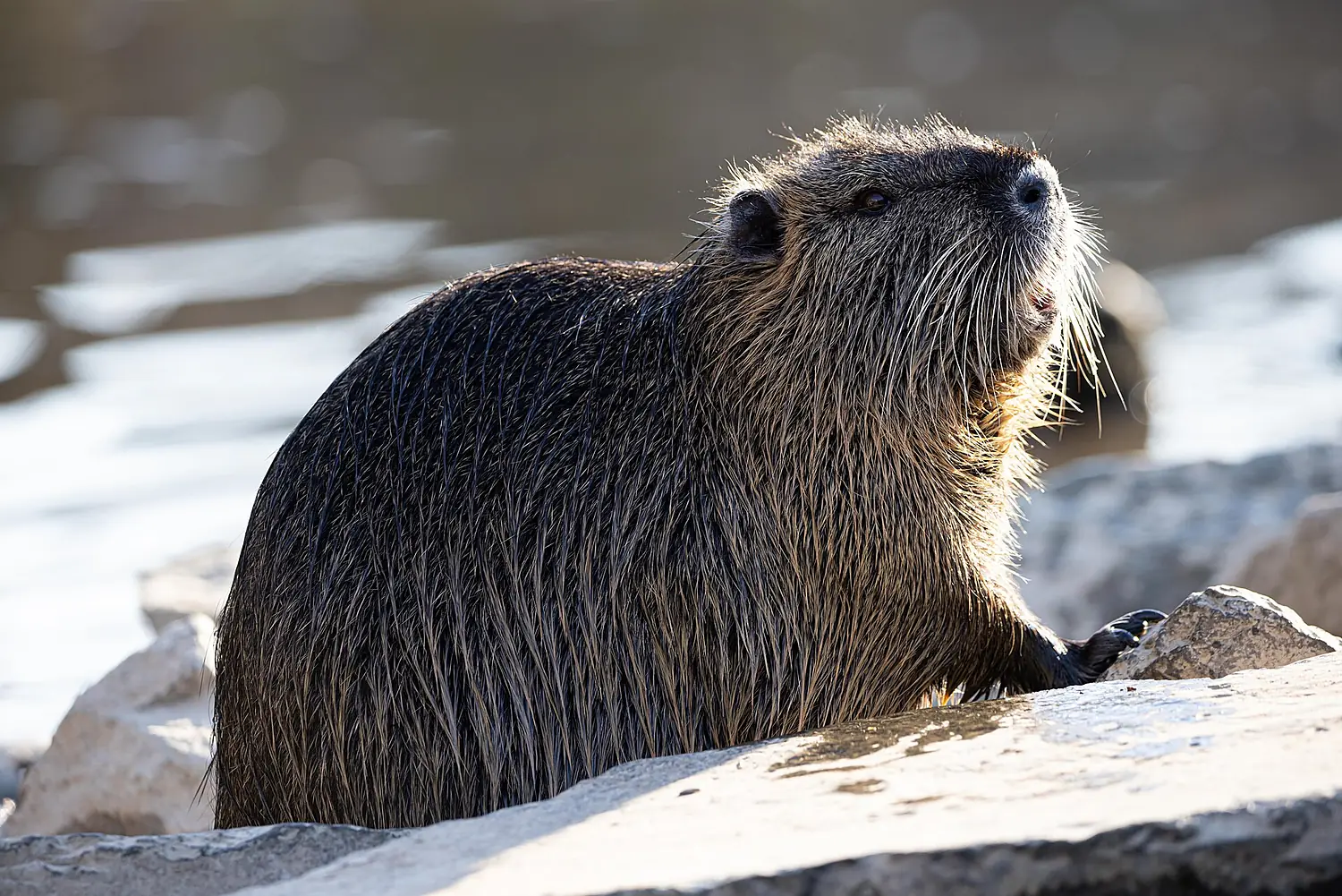 Nutria am Ufer der Nidda Frankfurt am Main