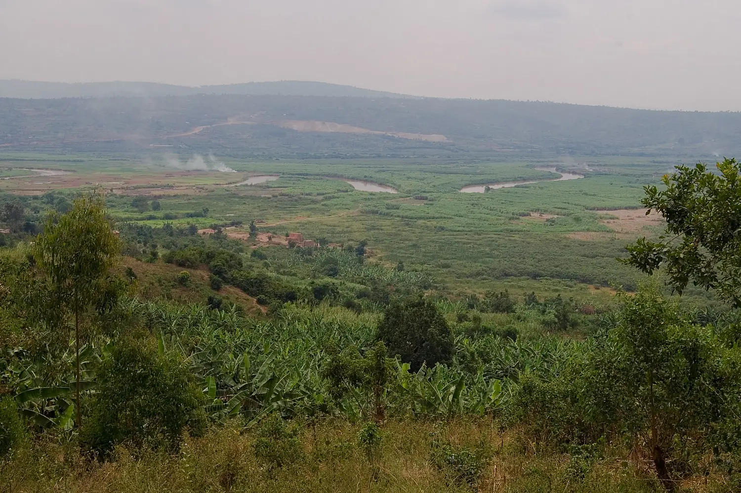 Nyabarongo