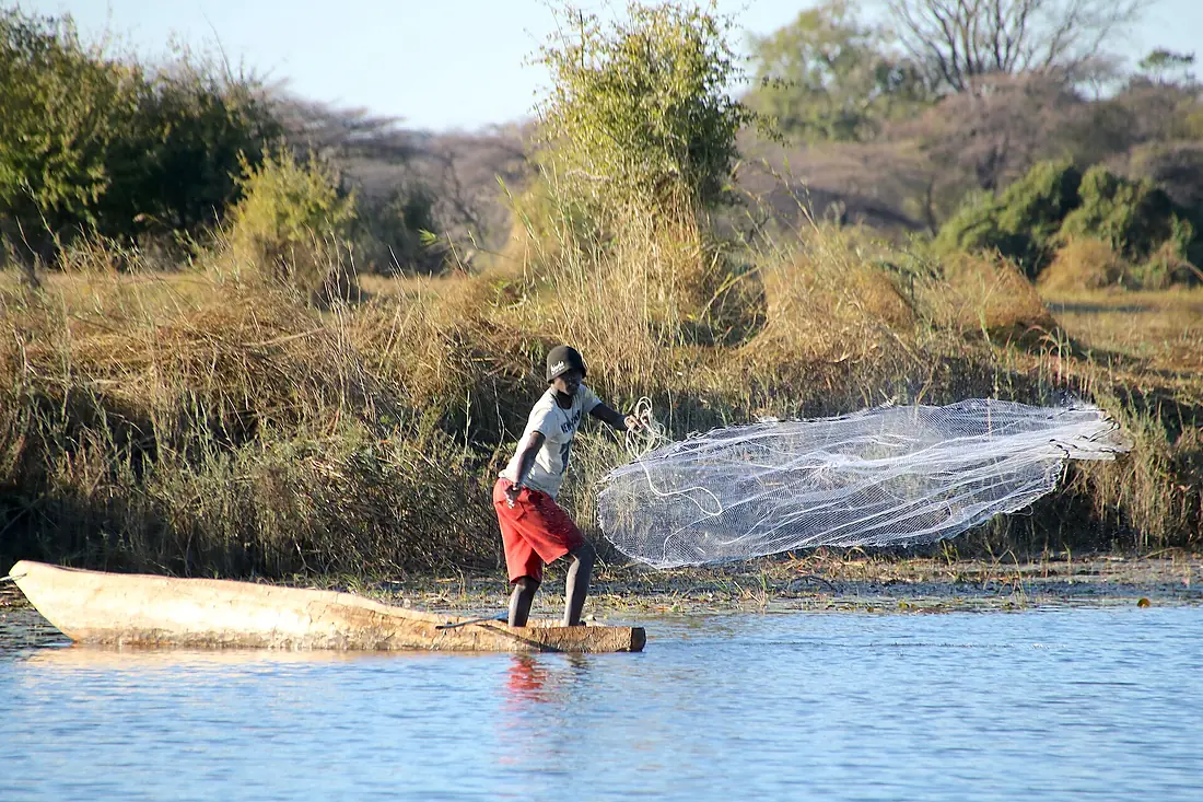 Fischer Okavango (2018)