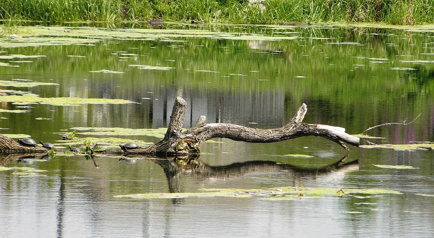 Gulf on the river Oster