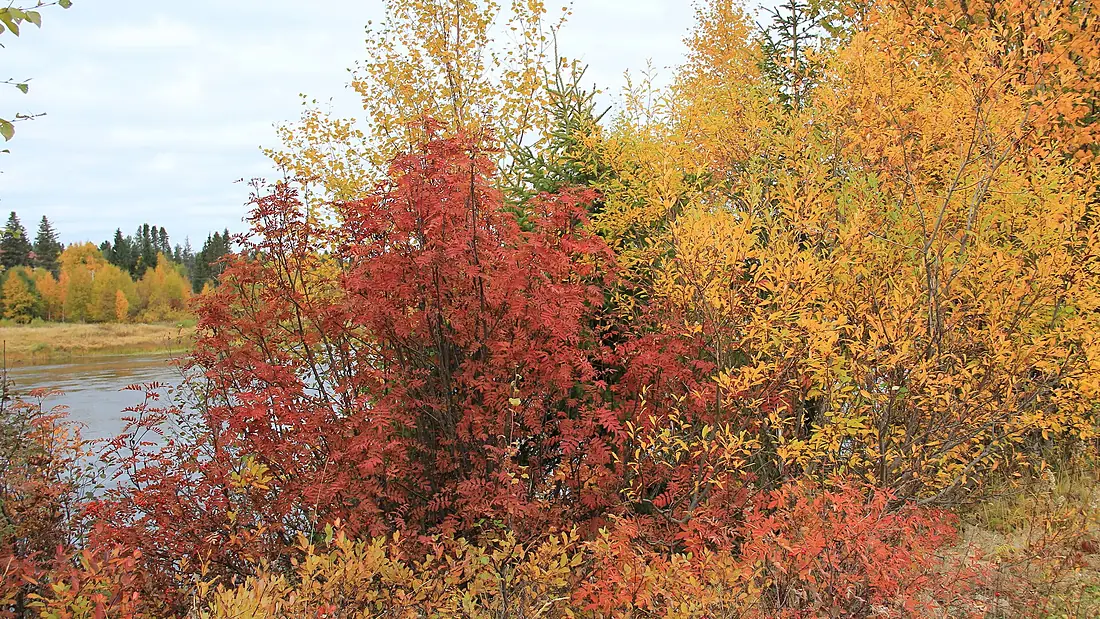 Rowan by river Ounasjoki in Kaukonen Kittilä