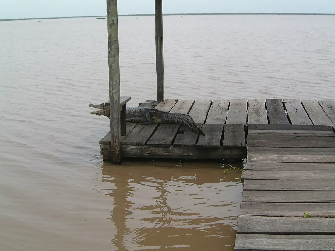 2006.11.23 23 Yacaré Río Pilcomayo Argentina