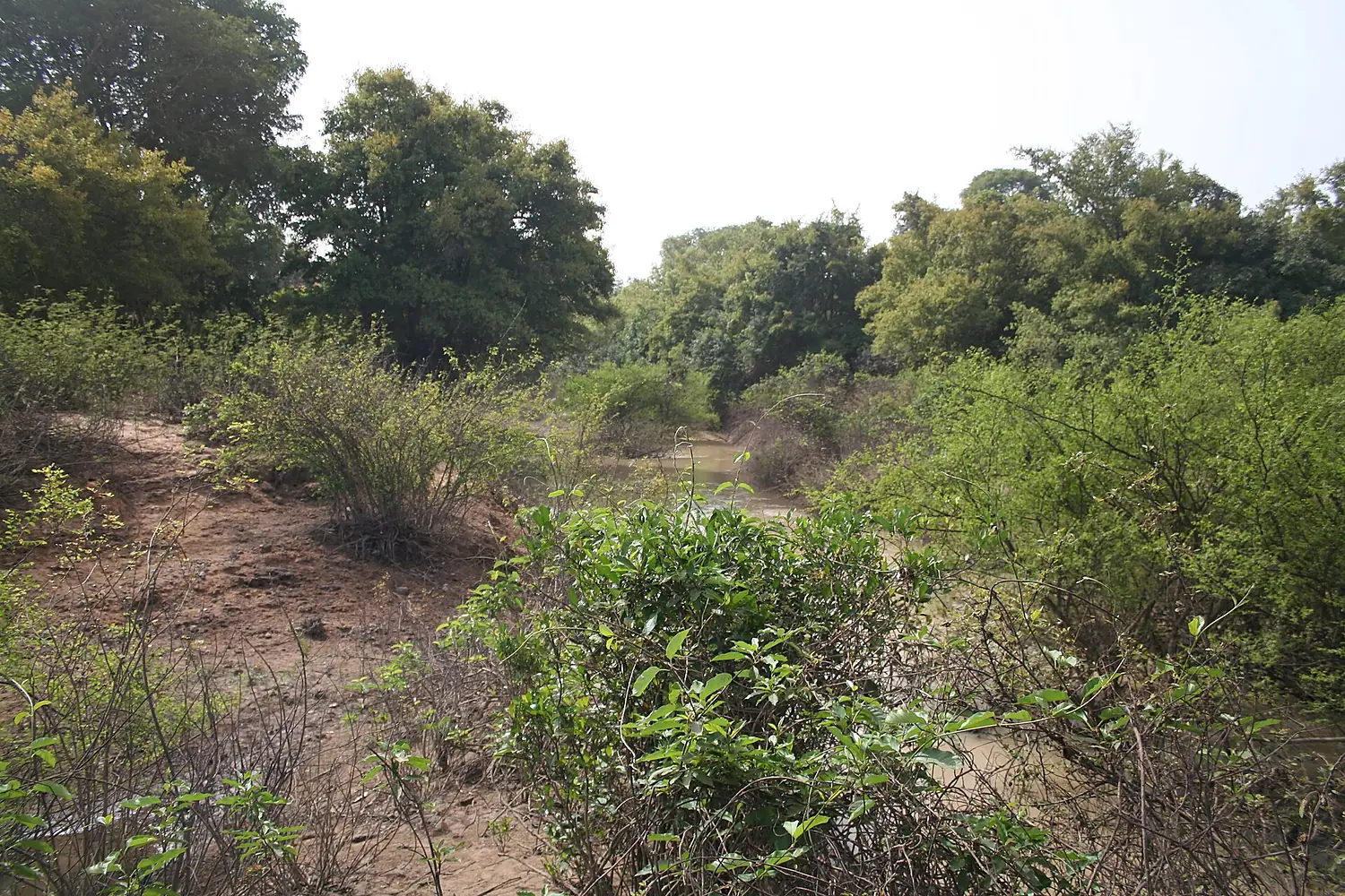Kabore Tambi NP MS 10798