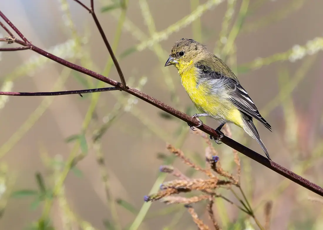 Lesser Goldfinch on the shore of the Sacramento River-5669