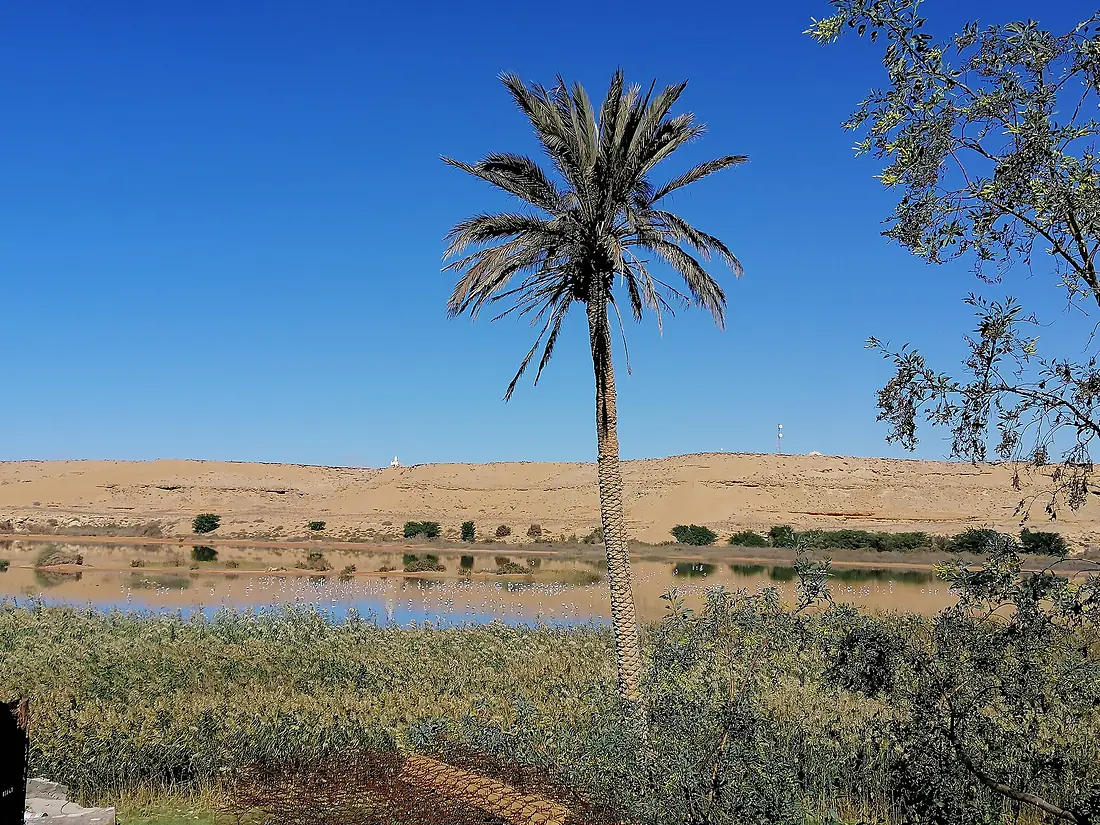 Saguia el-Hamra