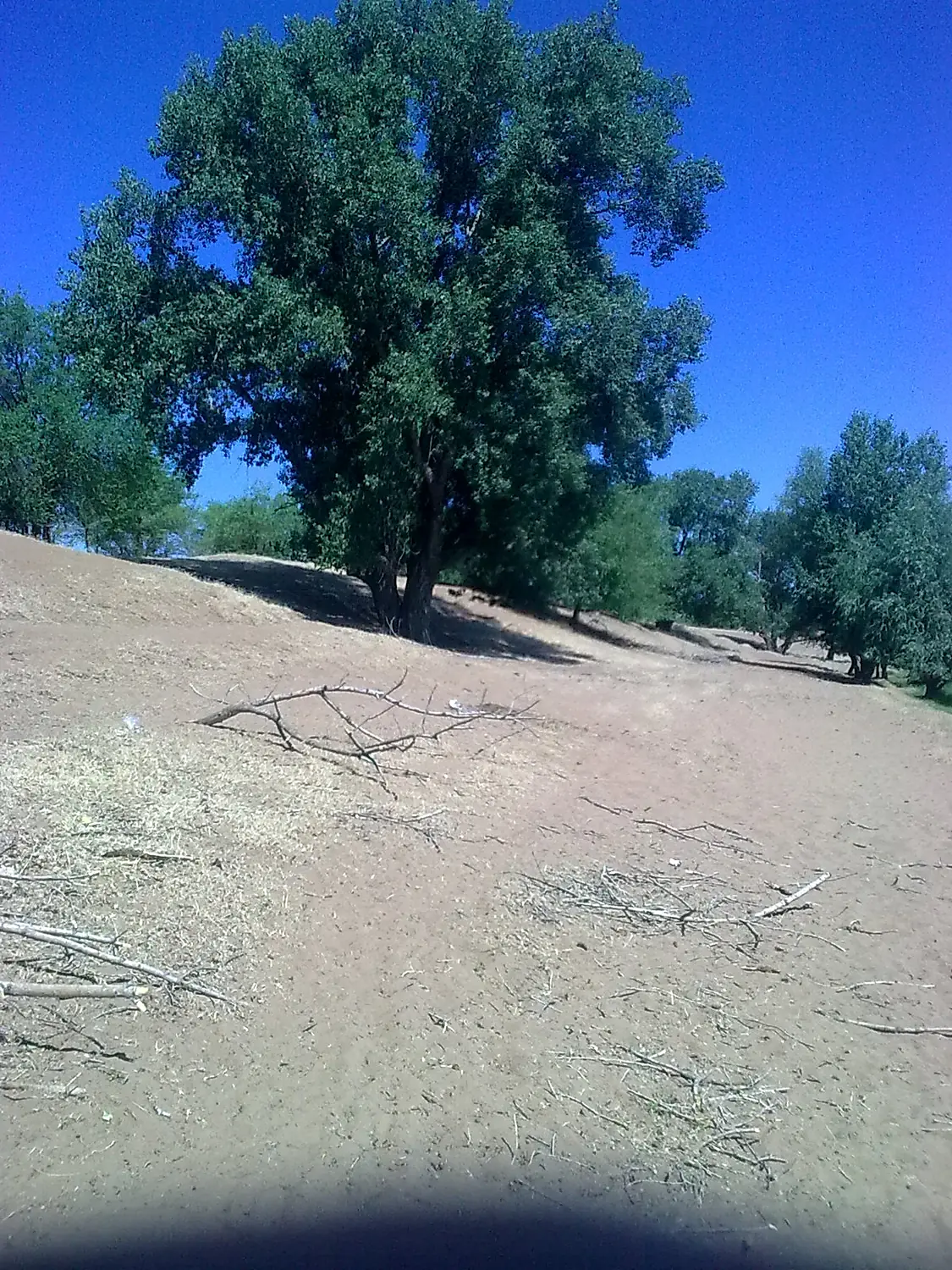Trees in verge of the Shagan river