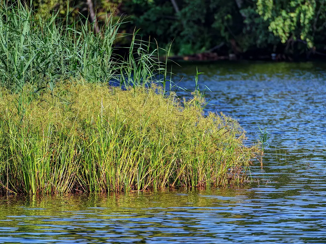 Svir River 31 (35332932170)