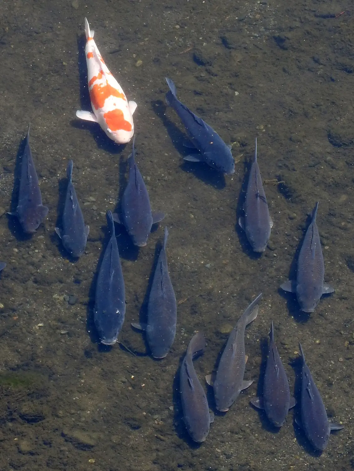 Carp in the Tama River