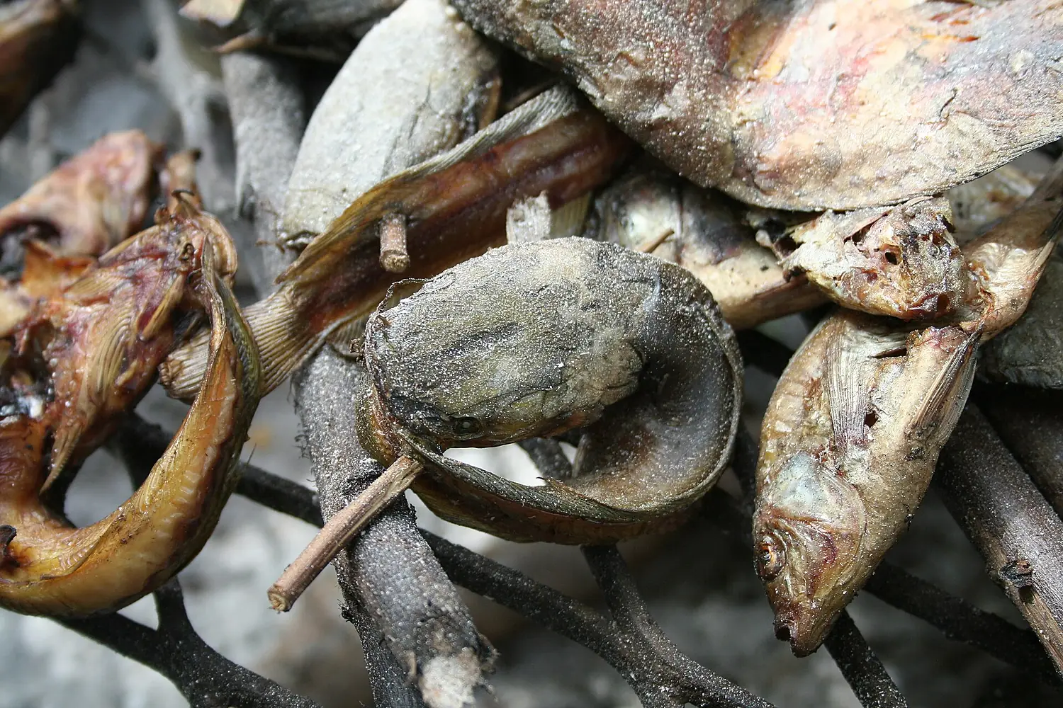Fishes Tapoa-Djerma MS 6555