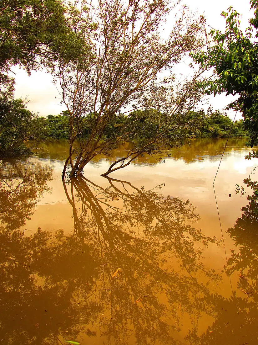 Reflexo da Natureza - Teles Pires River