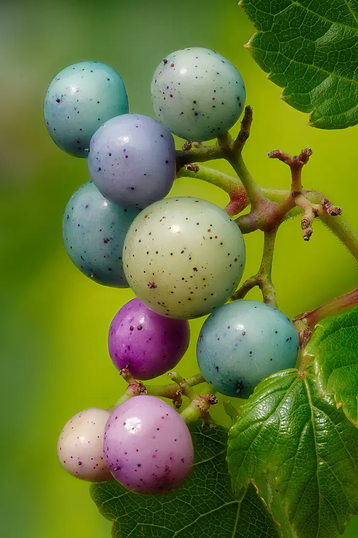 Ussuri-Scheinrebe mit Beeren