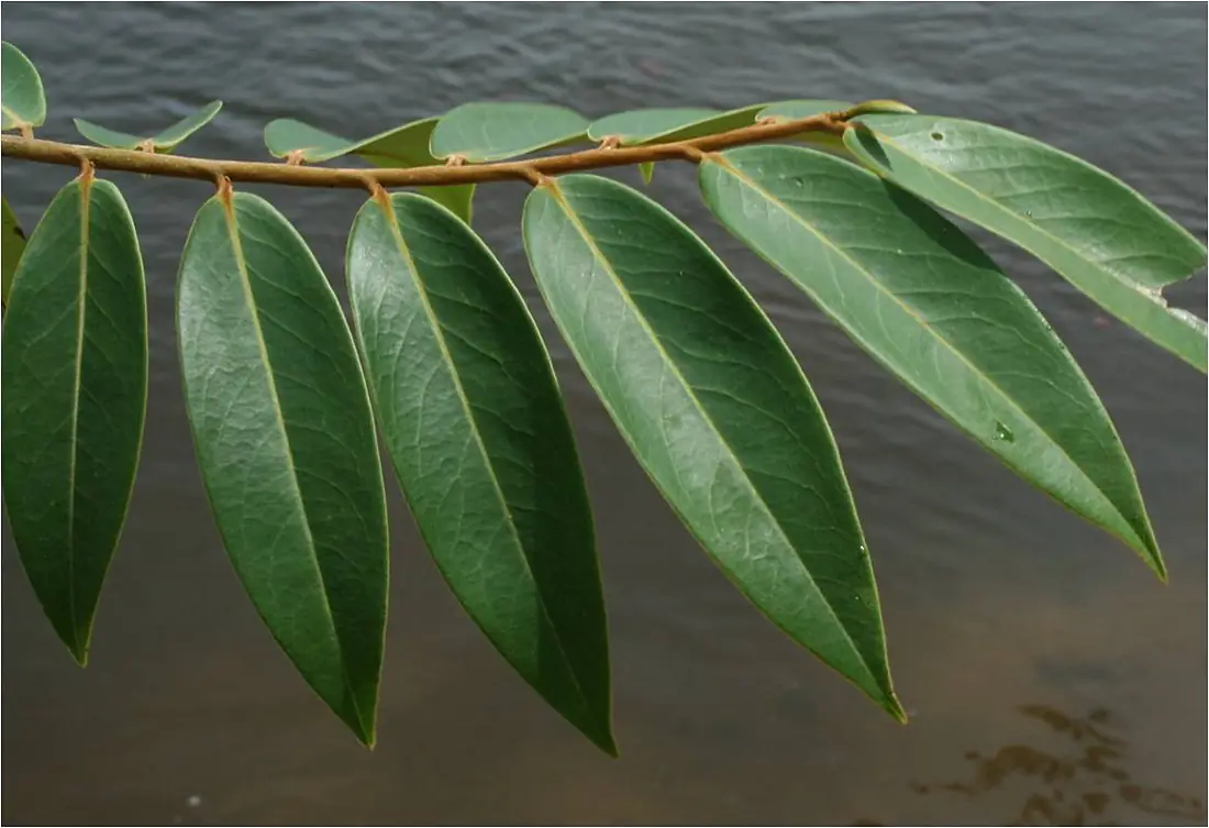 Xylopia aromatica2-Rio Ventuari-Venezuela