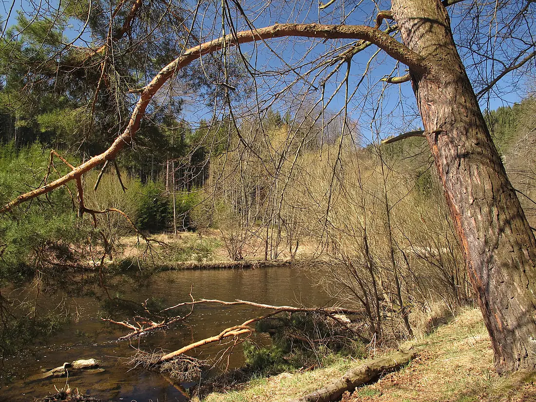 Vltava river below Český Krumlov, spring morning