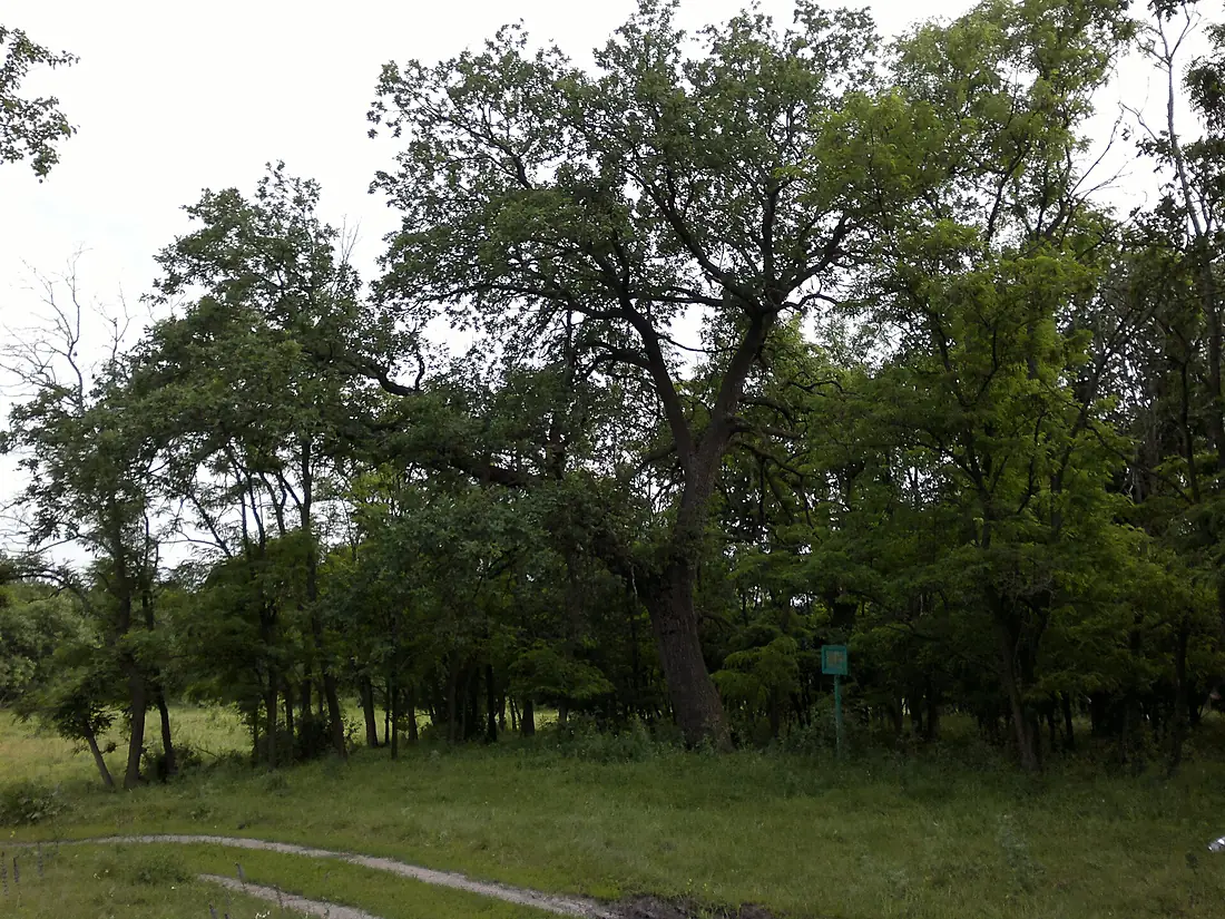 Pavlohrads'kyi district, Dnipropetrovsk Oblast, Ukraine - panoramio (11)