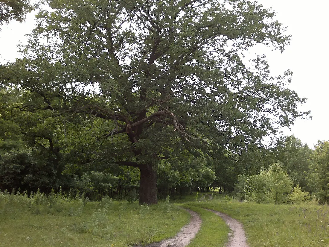 Pavlohrads'kyi district, Dnipropetrovsk Oblast, Ukraine - panoramio - grozny1345