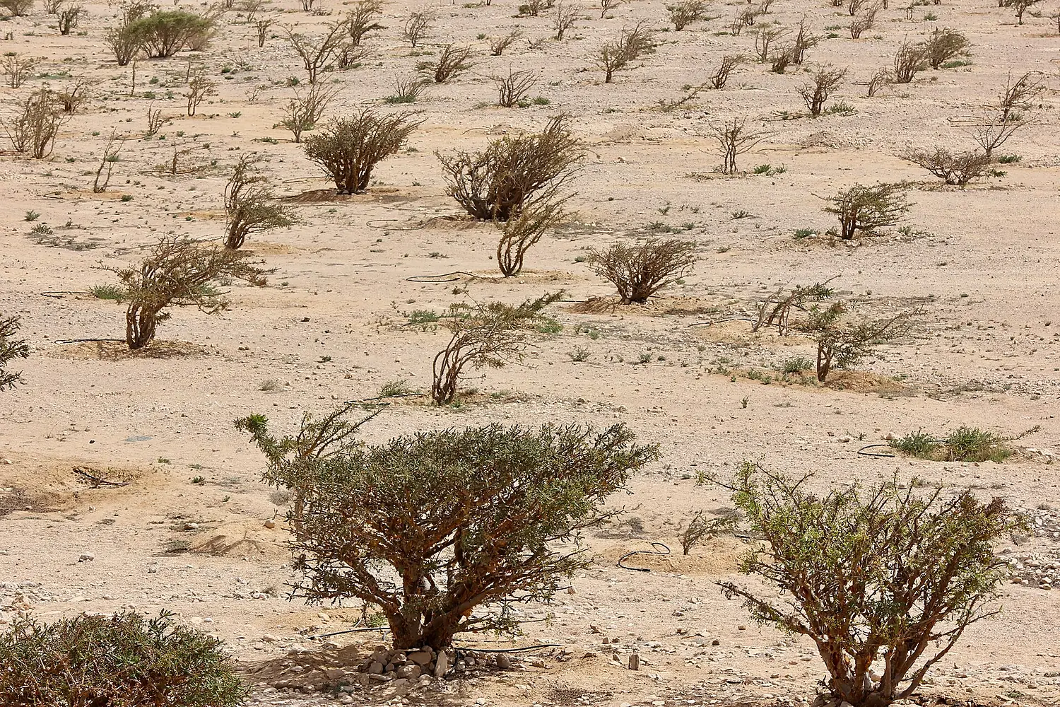 Wadi Dawkah