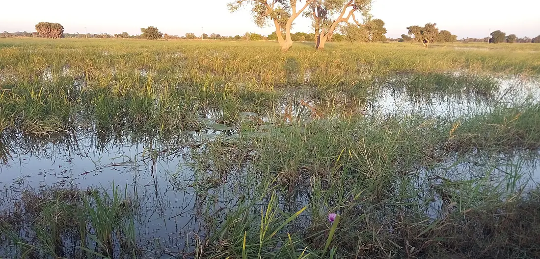 Rive de la Komadougou 1
